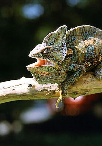 Plik:Kamjemanski-1-.jpg