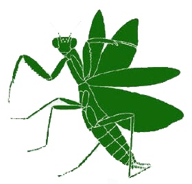 Plik:Mantis1.jpg